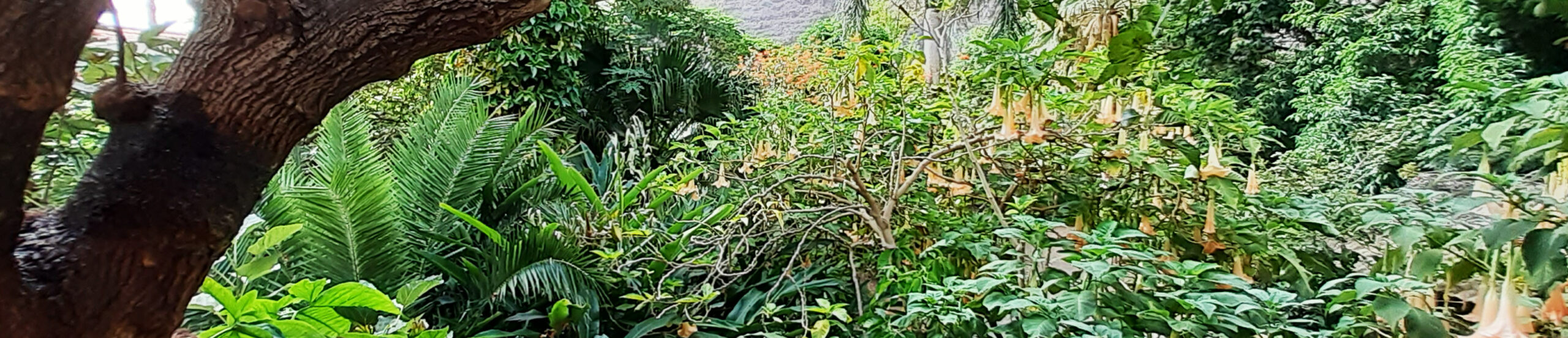 grüner norden von teneriffa